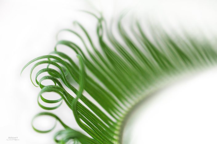 Palm,green,dance,white,mehran,akhzari,,