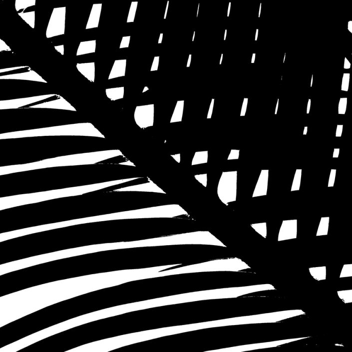 topical,shadow,black,white,leaf,art,mehran-akhzari,