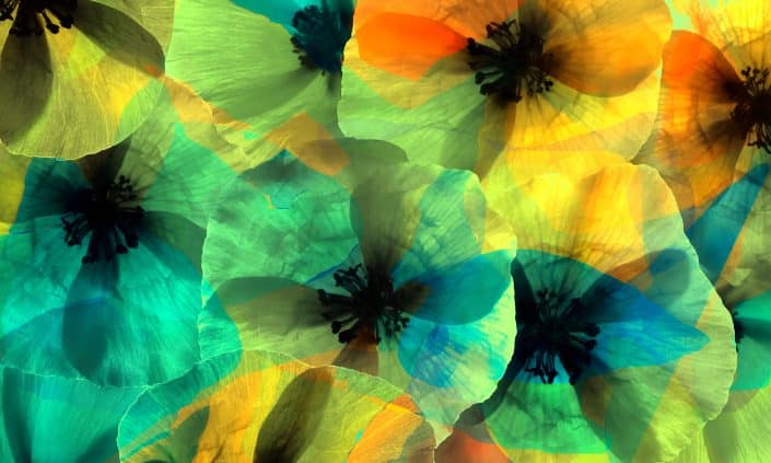 1- In the Embrace of Colors"