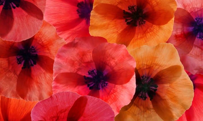 In the Embrace of Colors"-2