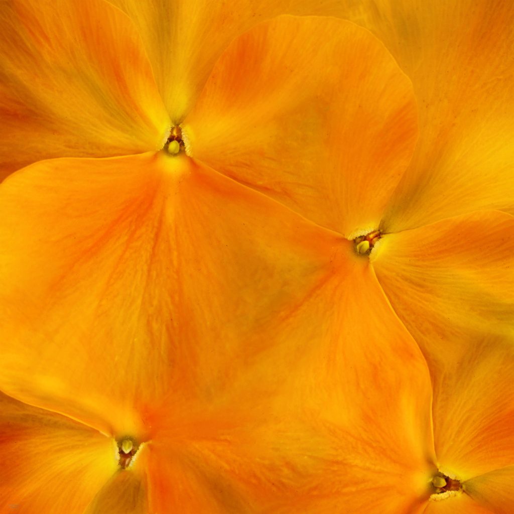 Botanical Fine art by Mehran Akhzari